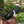 Electric Coffee Travel Mug black V2 - 355ml hålls i hand utomhus med grönskande bakgrund.